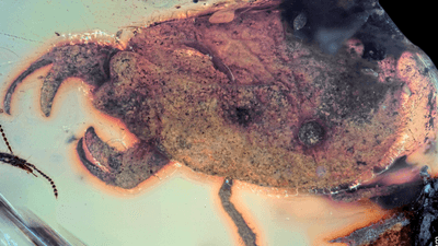 Close up of C. libererrantes preserved in amber showing the unusual claws.