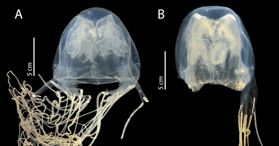Two images of the new box jellyfish next to one another. In the image labelled A, we can see the bell-shape of the jelly fish's body along with a mass of large tendrils. In the image labelled B, we see another angle of the body, which appears translucent, with only a few tendrils to the right. 