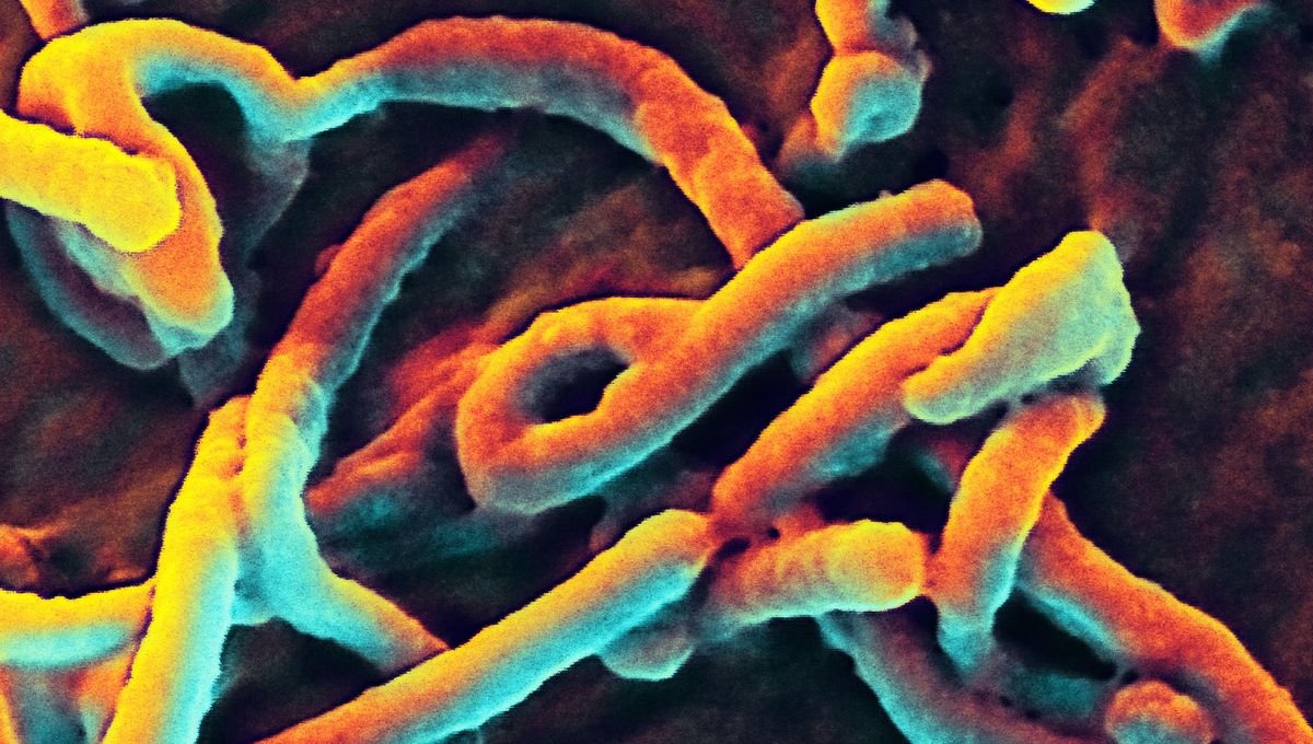 Bundibugyo Ebola Situation Is Unusual And Of “International Concern”, Says WHO – But It’s Not A Pandemic