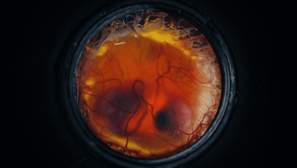 “We Didn't Want To Just Reimagine The Egg”: For The First Time, Colossal Biosciences Hatches Baby Bird From Artificial Egg. Designed To Be Size Scalable, Could It One Day Grow A Moa?