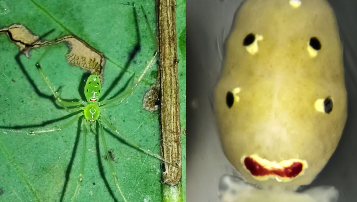 Happy-Face Spiders Were Thought To Only Exist In One Place On Earth. Scientists Accidentally Found A New Species Over 7,000 Miles Away