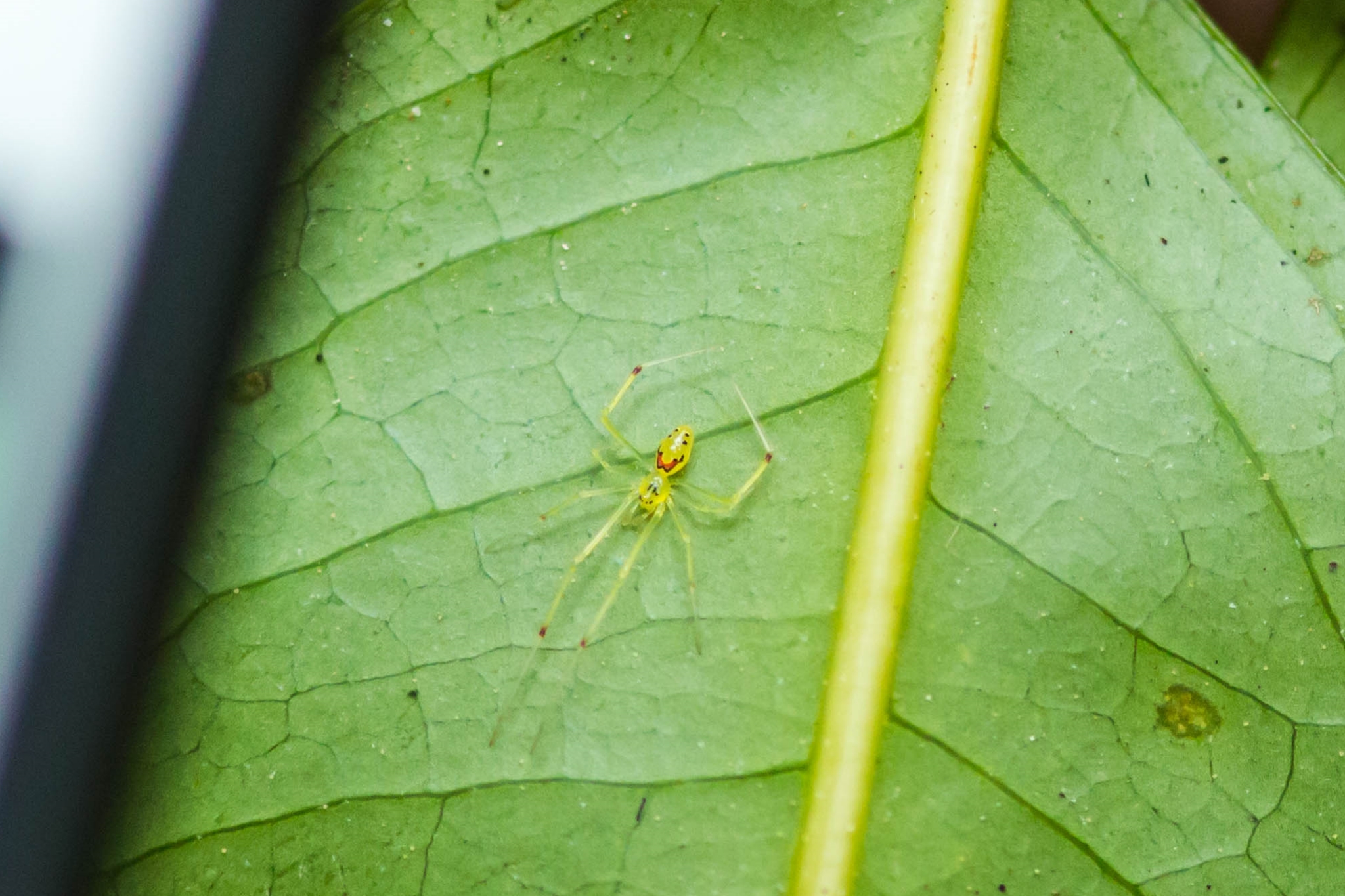 The Hawaiian happy-face spider, Theridion grallator, a green spider with a black and red smiley face pattern on its abdomen
