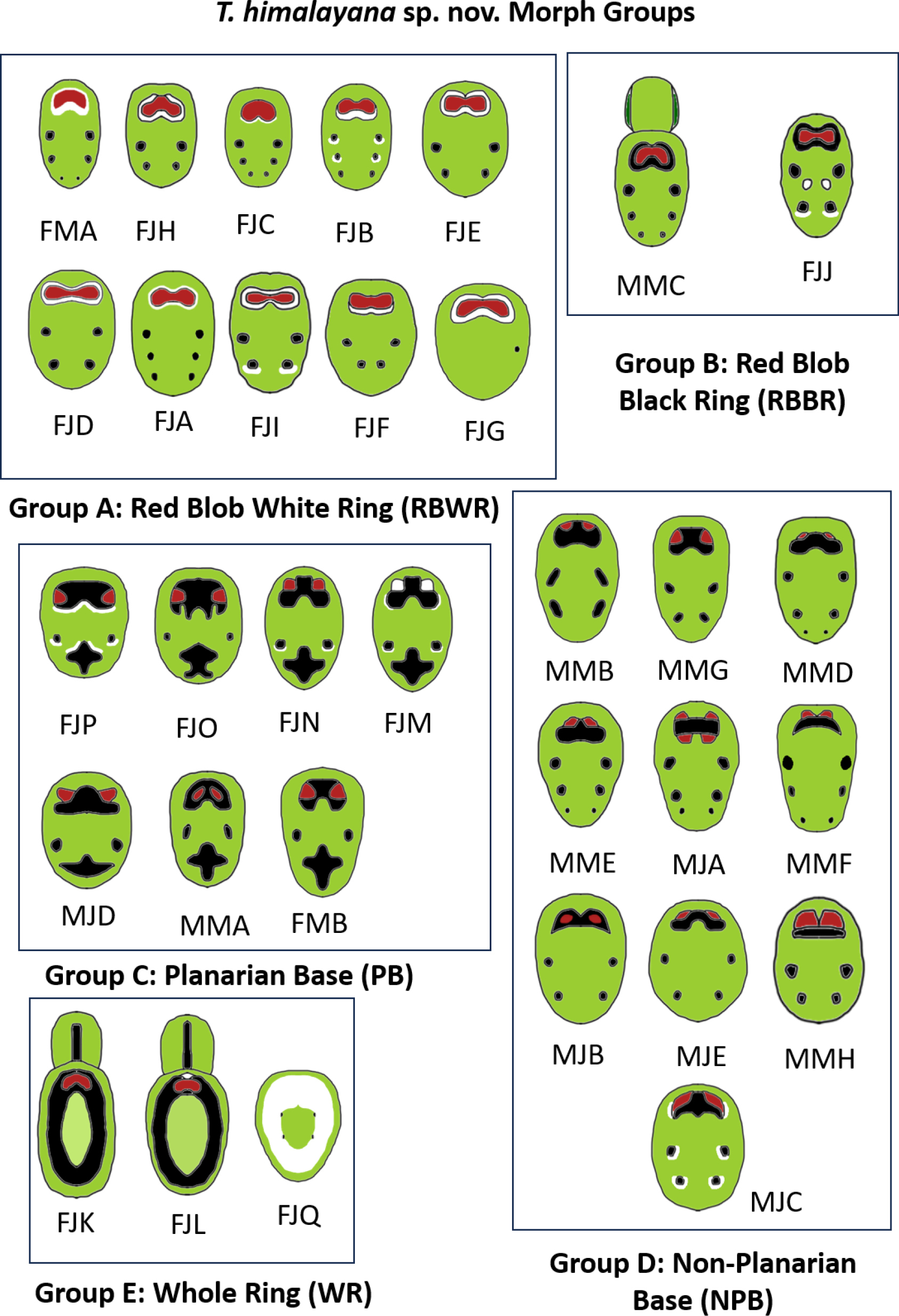 The various color morphs of Theridion himalayana.