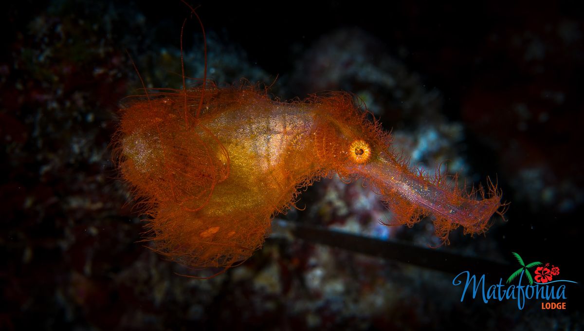 “You Can Easily Swim By And Mistake Them For Floating Bits Of Algae”: Bizarre New Orange, Hairy Fish Named 