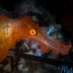 A very small shaggy orange ghost pipefish with bright yellow eye. 