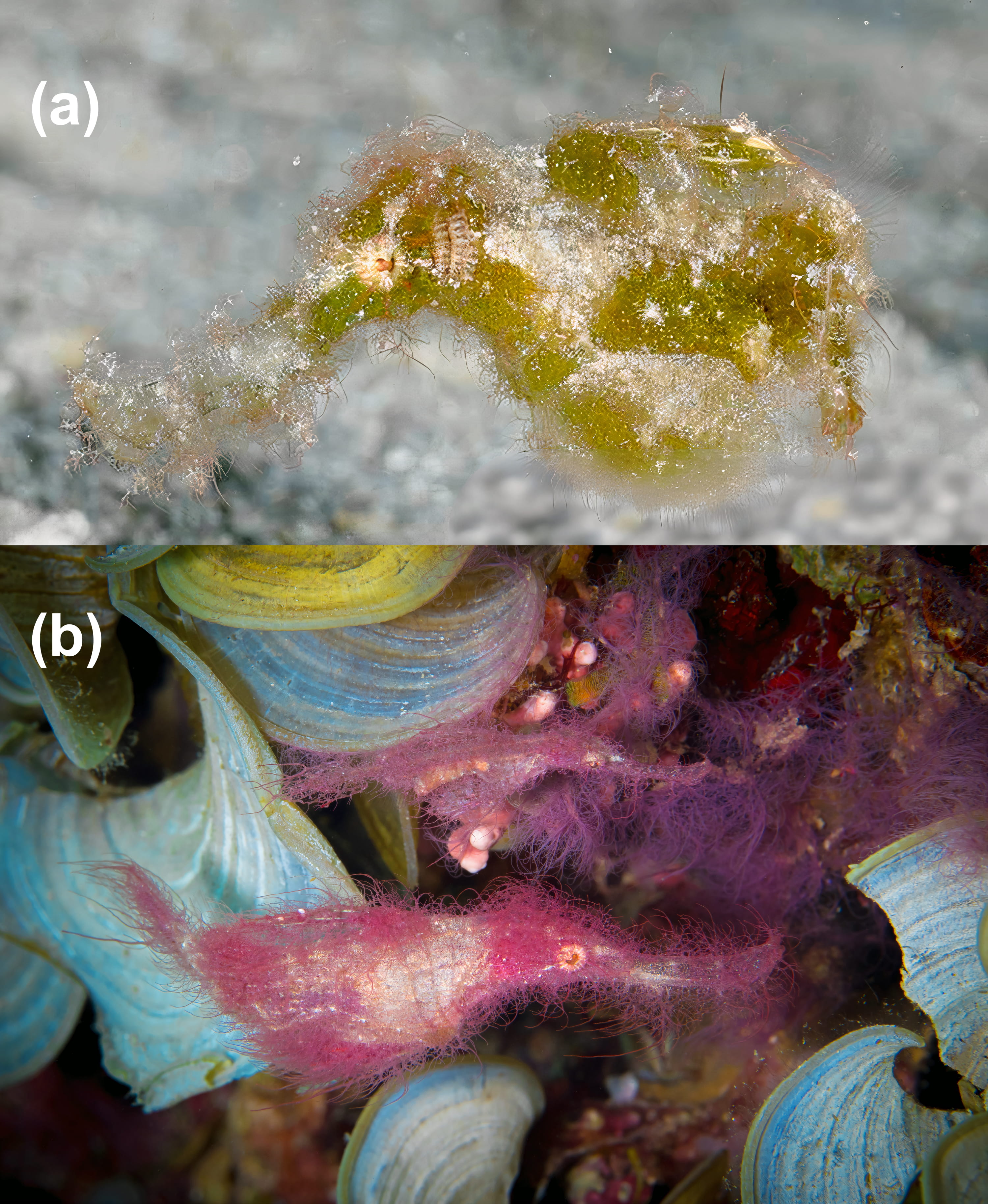 Two photos one showing a green individual from the Great Barrier Reef, Australia, the image below showing purple male–female pair from Papua New Guinea. Two photos one showing a green individual from the Great Barrier Reef, Australia, the image below showing purple male–female pair from Papua New Guinea.