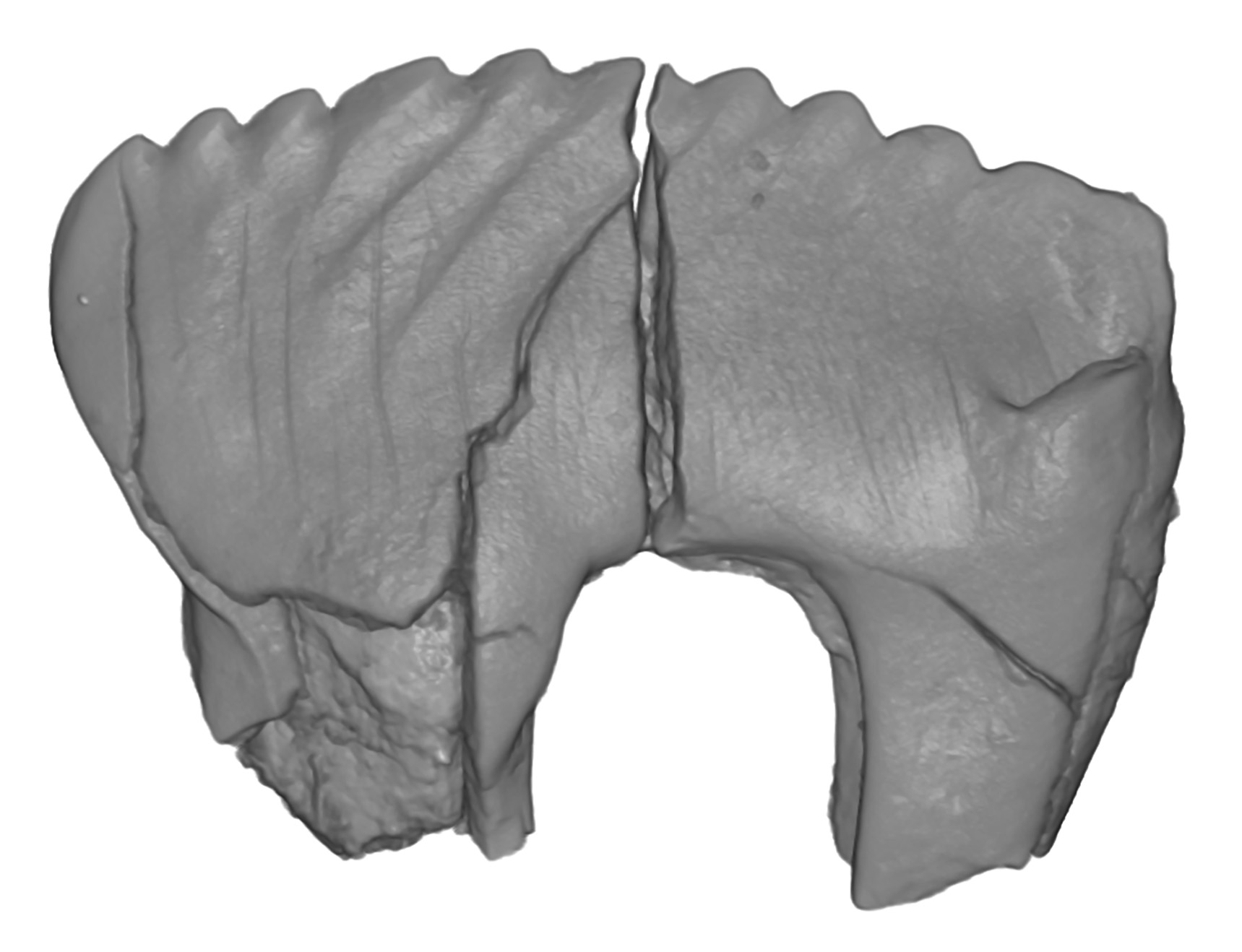A scan of the tooth of Camurodon borealis