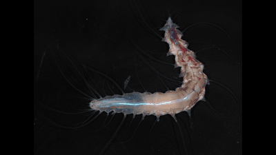 the worm is pinkish-blue tube with protrusions coming off of it