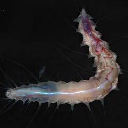 the worm is pinkish-blue tube with protrusions coming off of it
