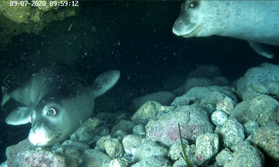Remote cameras spot Mediterranean monk seals chilling in their underwater bubble cave.