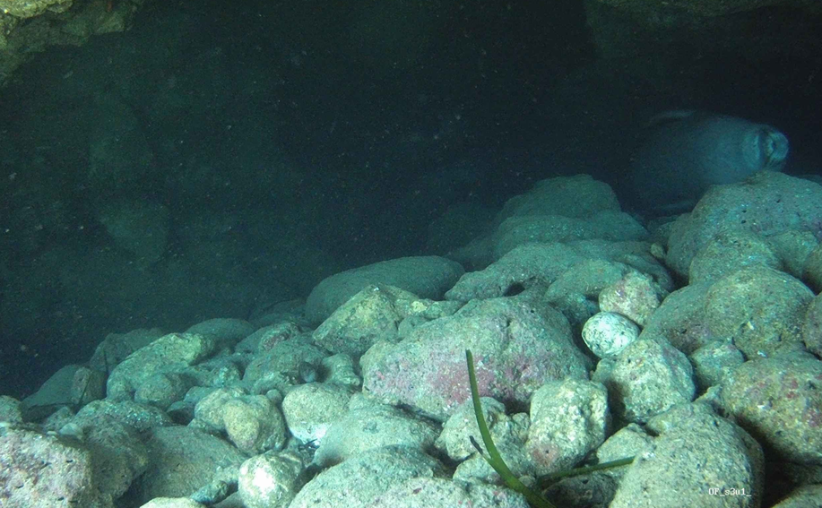 Seal rests in its underwater bubble cave. Seal rests in its underwater bubble cave.