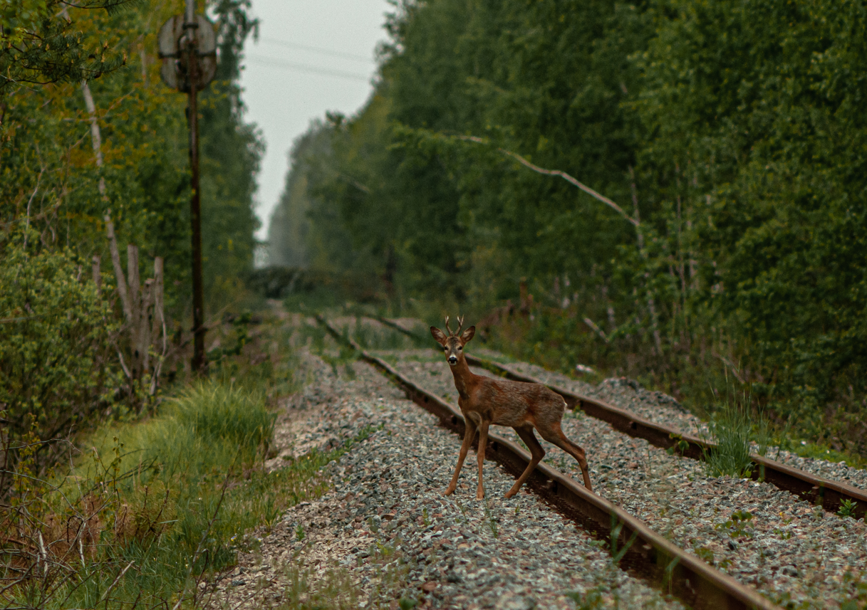 Roe deer crossing a railway near the abandoned village Novoshepelychi (May 2020). Roe deer crossing a railway near the abandoned village Novoshepelychi (May 2020).