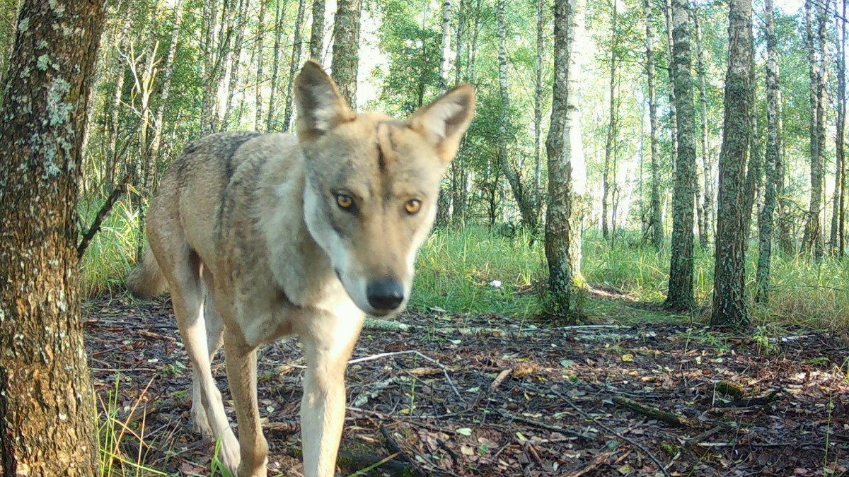 Gray wolf in a central part of the Chornobyl Exclusion Zone. Camera trap project funded by the Association for Studying Animal Behaviour, UK. (July 2025). Gray wolf in a central part of the Chornobyl Exclusion Zone. Camera trap project funded by the Association for Studying Animal Behaviour, UK. (July 2025).