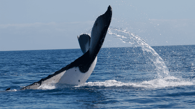 A humpback whale (Megaptera novaeangliae) performs a peduncle throw — a behaviour in which the animal hurls the rear portion of its body out of the water — off the coast of Australia.