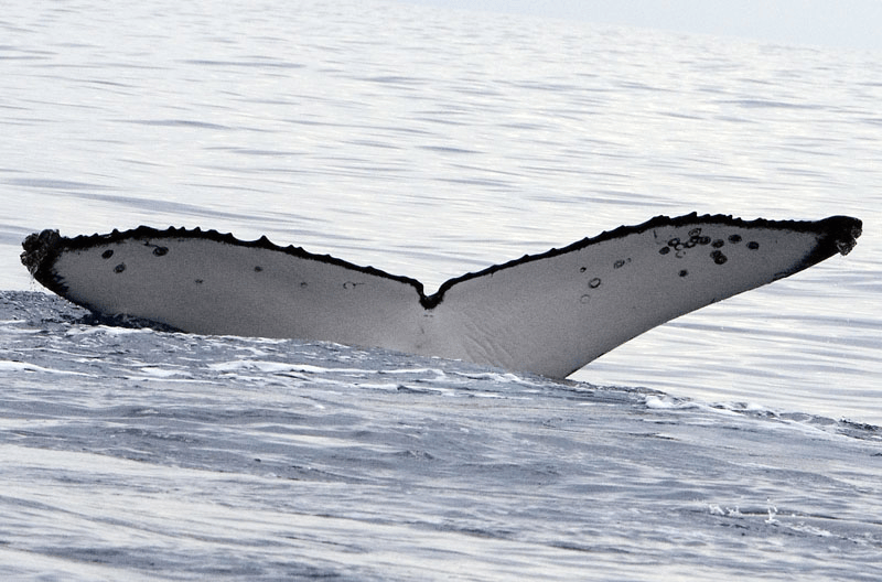 A whale tail rises out of the water. A whale tail rises out of the water.