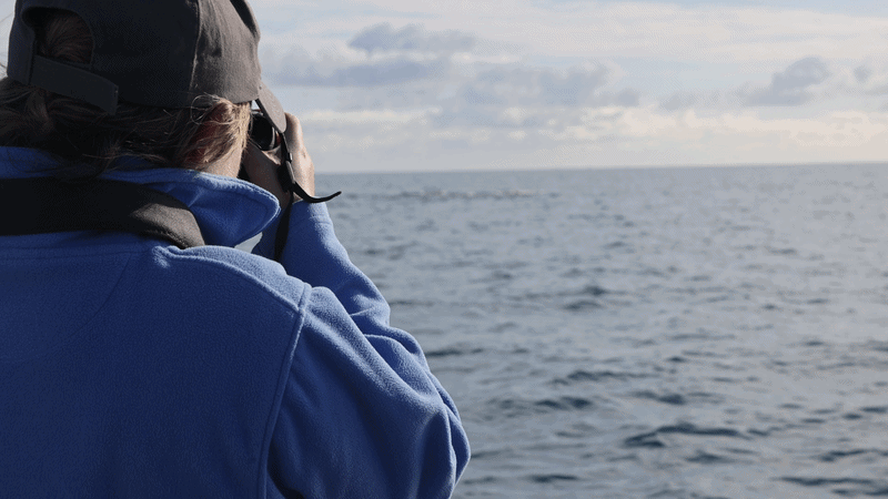 A moving gif of a researcher in a blue jumper and cap taking photos of the humpbacks A moving gif of a researcher in a blue jumper and cap taking photos of the humpbacks