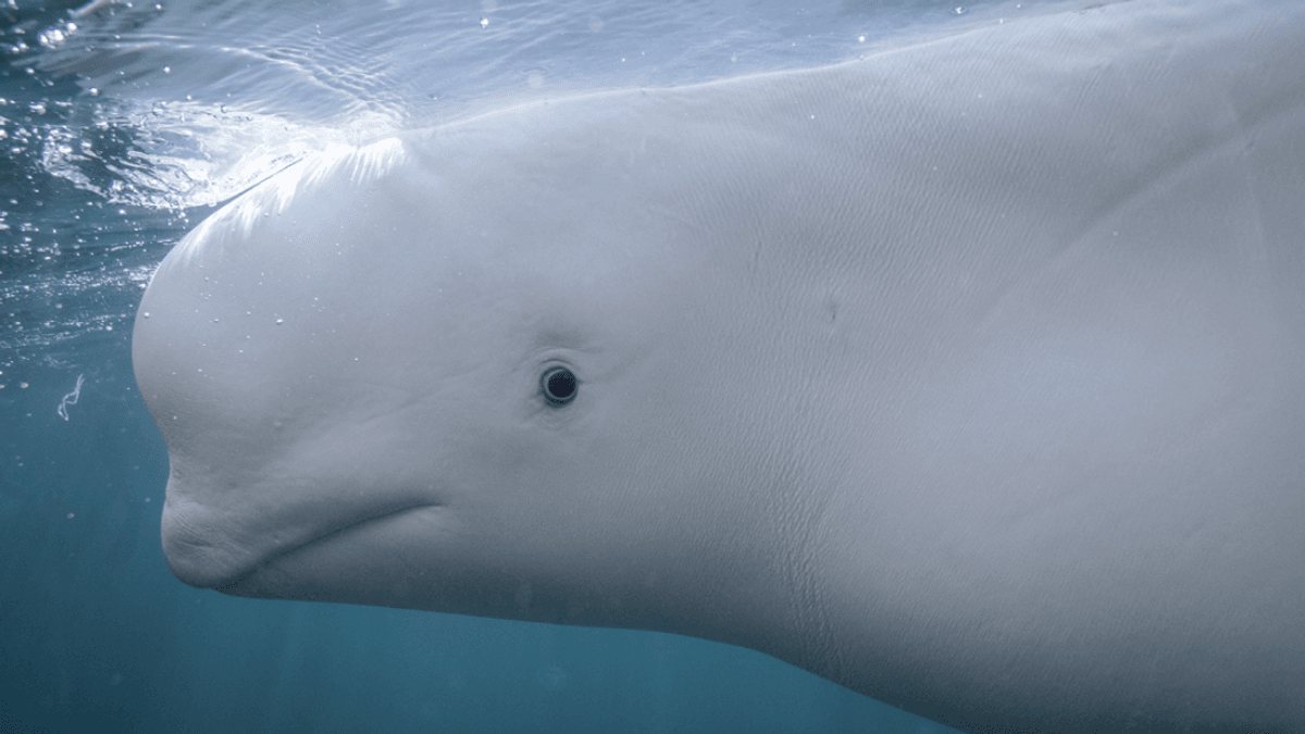 Scientists Gave Belugas A Mirror To See How They Behaved. What Happened Next Suggests These Animals Have A “Sense Of Self”