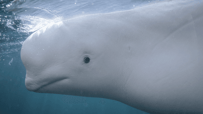 a beluga whale up close it has white flesh, a round melon on its head, and small black eyes