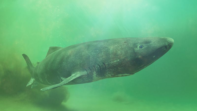 greenland shark in greenish water