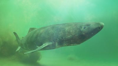 greenland shark in greenish water