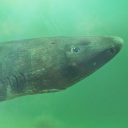 greenland shark in greenish water