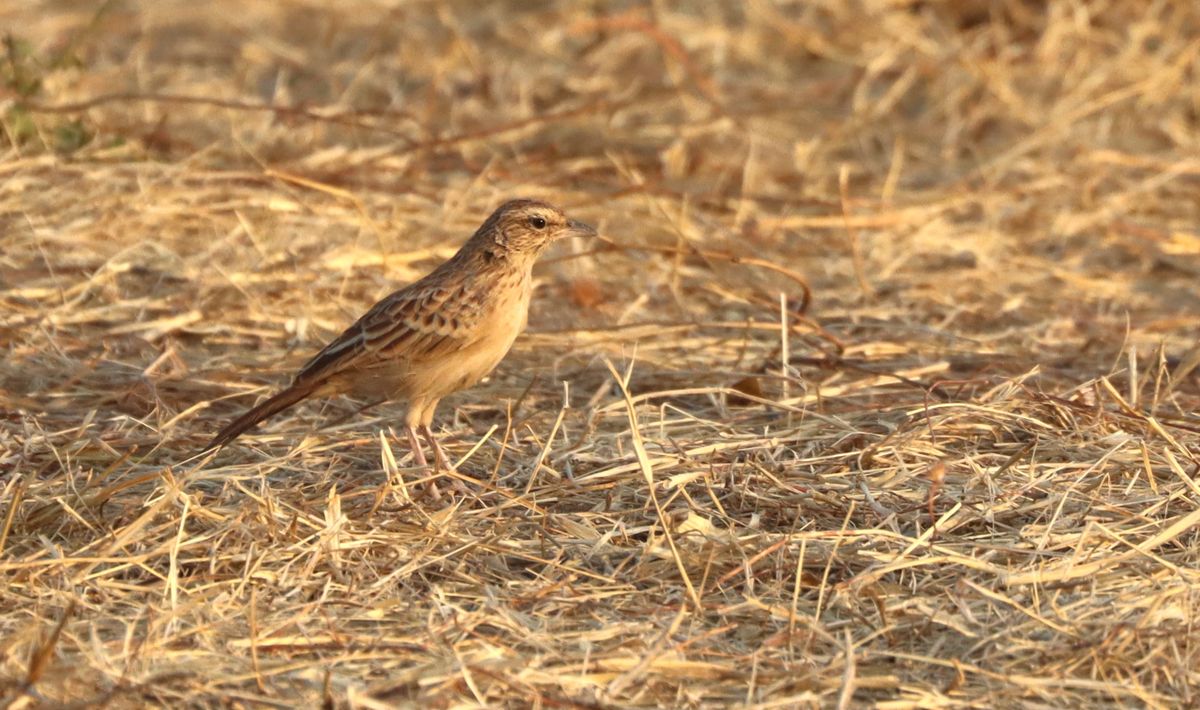 94 Years After It Was Last Seen, The Rusty Lark Is Photographed For The First Time Ever