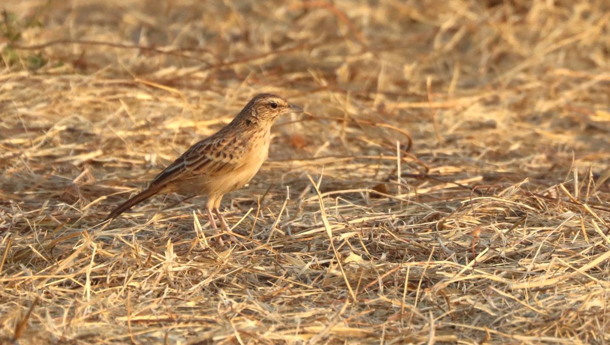 94 Years After It Was Last Seen, The Rusty Lark Is Photographed For The First Time Ever
