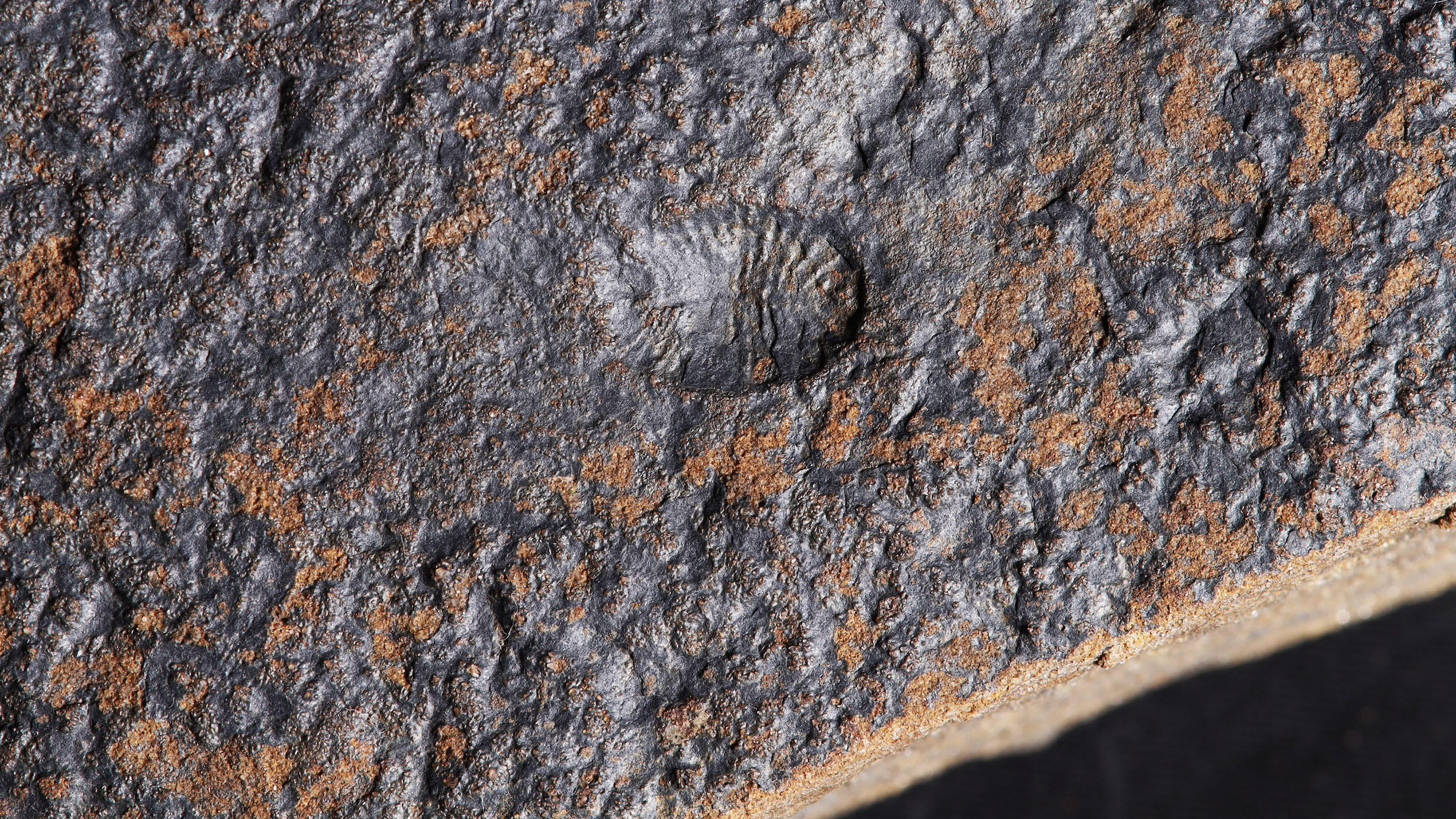 A fossil of Dickinsonia, a flat organism that moved around on the sea floor, lacking a mouth and instead absorbing bacteria and algae through its entire bottom surface A fossil of Dickinsonia, a flat organism that moved around on the sea floor, lacking a mouth and instead absorbing bacteria and algae through its entire bottom surface