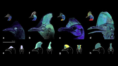 Lots of images of cassowary heads glowing under UV light.
