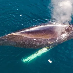 A humpback whale blowing out its spout, definitely not exploding 