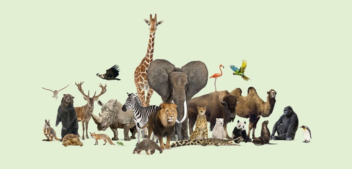 All Animals, Plants, And Fungi May Share A Common Ancestor Known As The "Asgardians"