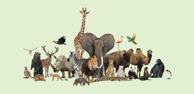 All the diverse animals on Earth. 