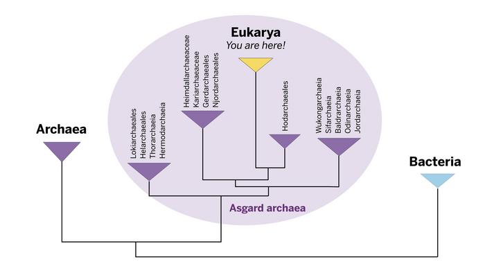 Part of the family tree of life, from Archaea, Eukarya and Bacteria