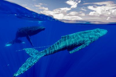 A companion whale extends a comforting fin towards a humpback near death after getting tangled in fishing lines