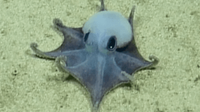 A tiny blue octopus with huge black eyes on the sandy sea floor.