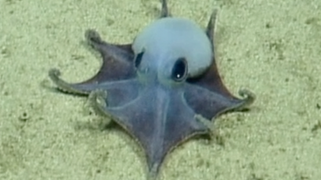 Tiny New Octopus Species Is A Blue, Golf Ball-Sized Cutie That Looks Like A Pokémon
