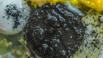 Medicine being dissolved in gastric juice.