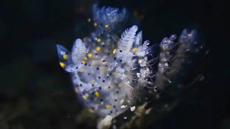 A feathery looking sea slug with a translucent white body with lots of black spots and  small number of larger yellow spots.