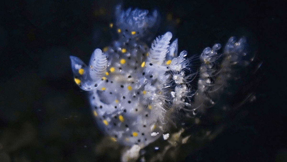 Tiny, Delightful Yellow-And-Black Spotted New Nudibranch Species Named After Sesame Seeds