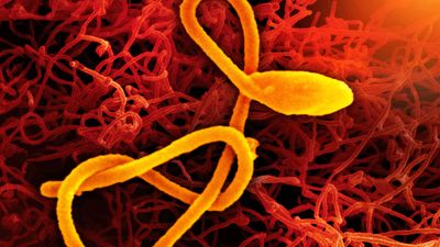 A scanning electron micrograph of a single filamentous Ebola virus particle (colorized yellow and orange) in the foreground, and a second scanning electron micrograph of filamentous Ebola virus particles (red) budding from a chronically infected VERO E6 cells in the background.