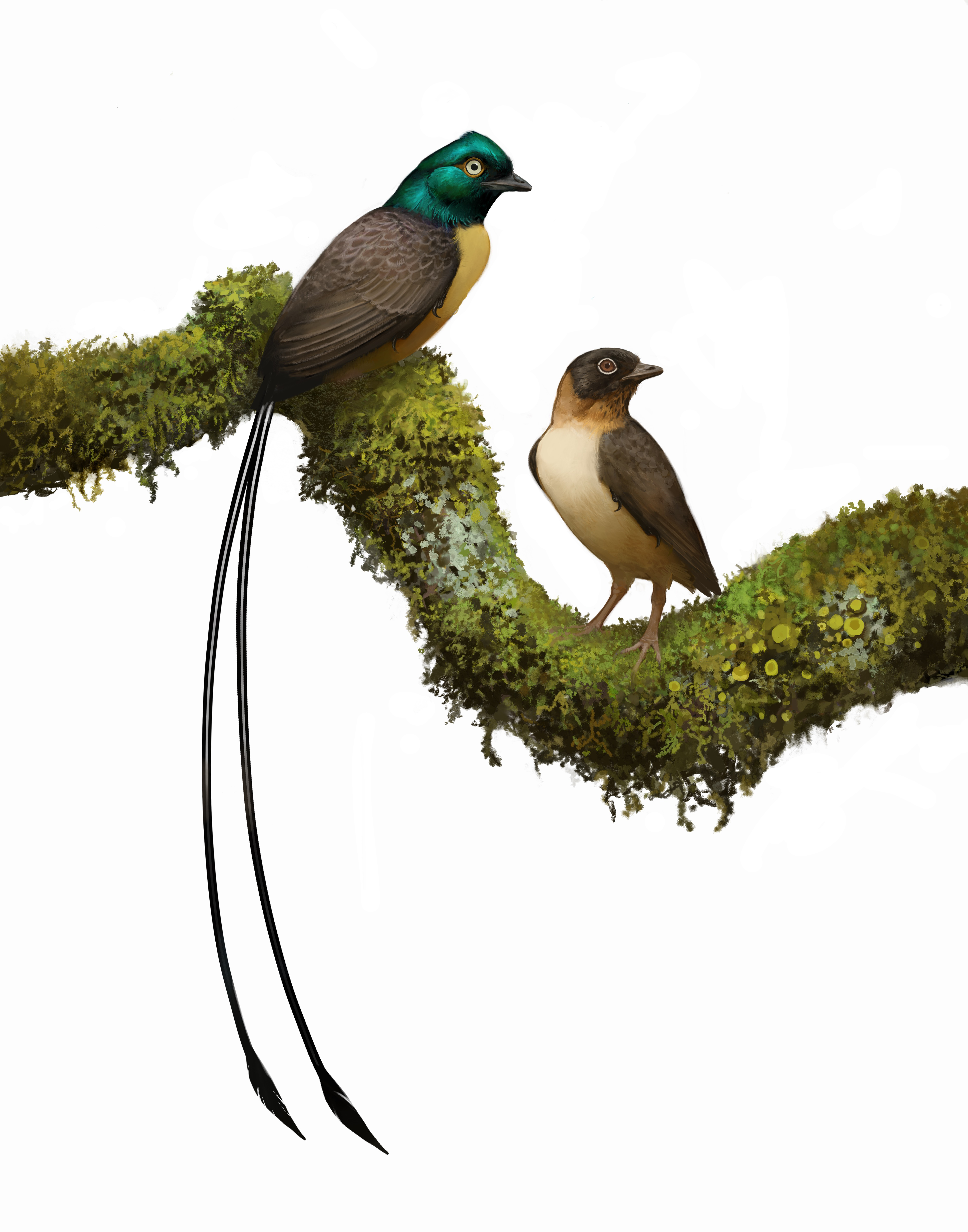 A drawing of what the male and female birds might have looked like on a mossy log. The male has a green head and brown wings with long black tail feathers, but the female is pale chested with brown wings and no green.