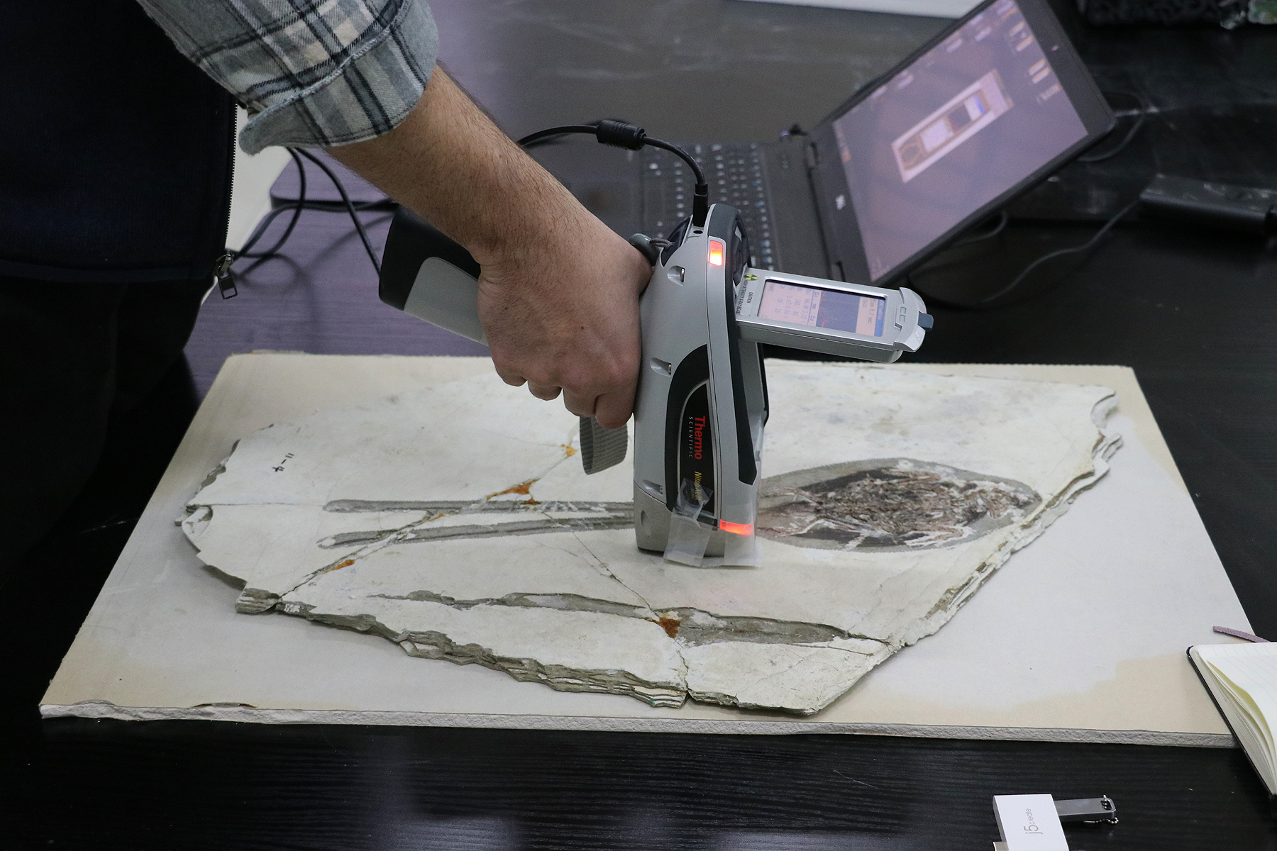 A hand holds a mass spectrometer over the fossil which is laid flat. The spectrometer is connected to a laptop that can be seen in the background.