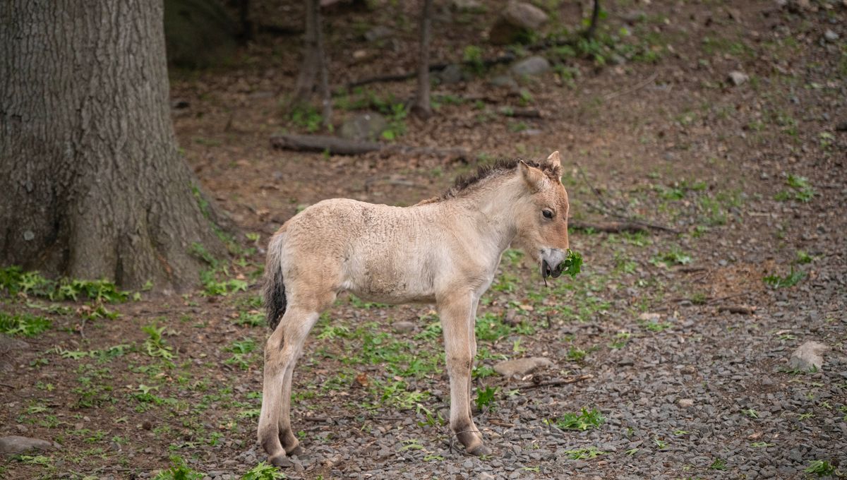 One Of The World’s Rarest Horses Was Just Born At The Bronx Zoo