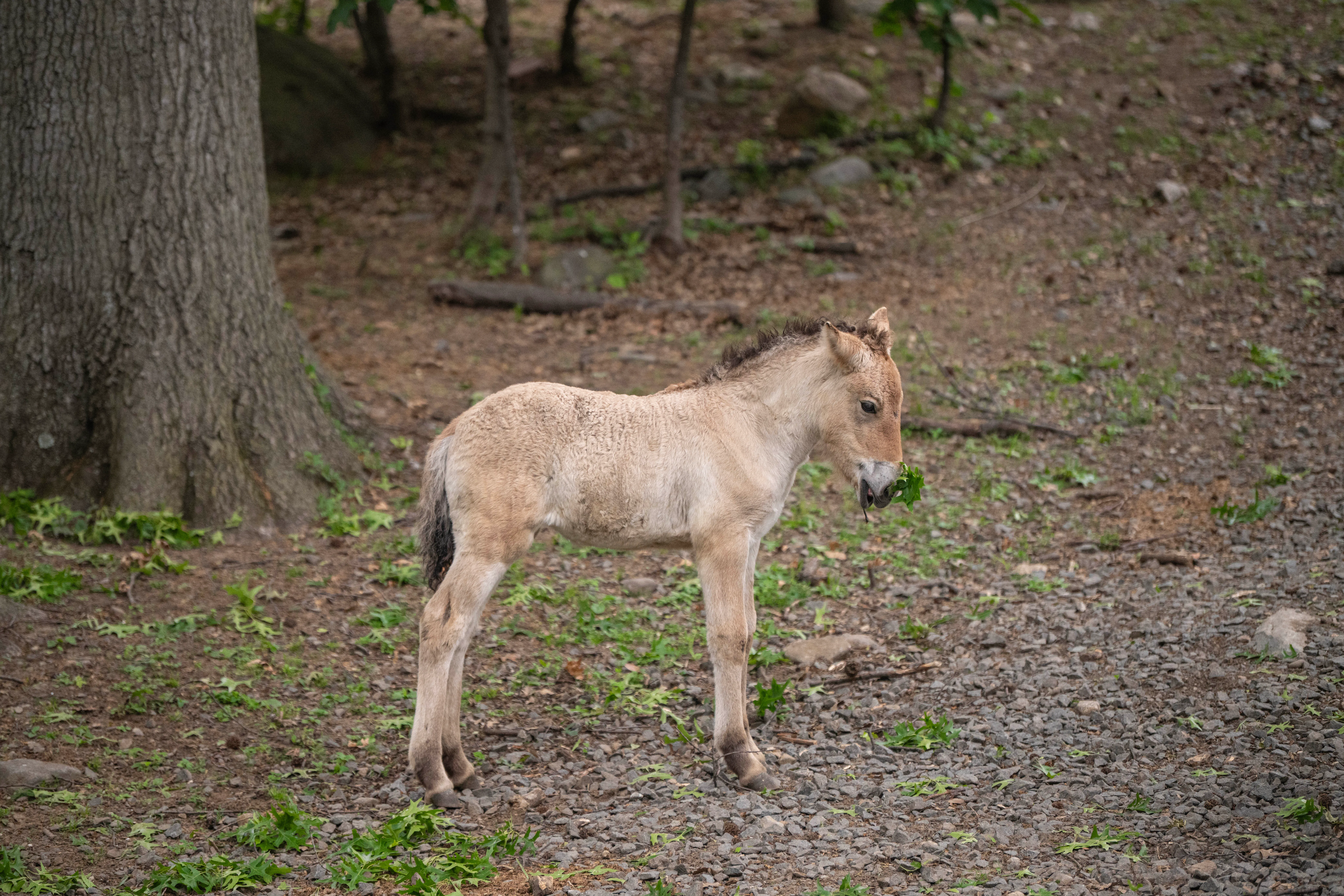 foal-o.webp