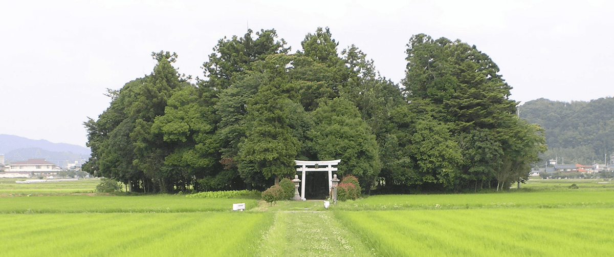 Miyawaki Method: This Japanese System From The 1970s Claims It Can Grow A Lush Forest 10 Times Faster Than Normal