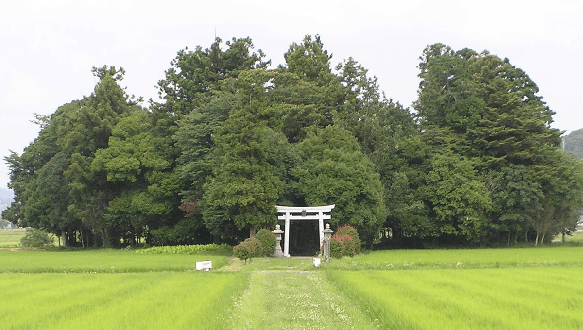 Miyawaki Method: This Japanese System From The 1970s Claims It Can Grow A Lush Forest 10 Times Faster Than Normal
