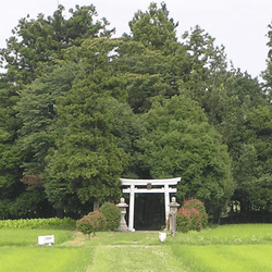 A teeny forest around a Shinto shrine in Sasayama, Hyogo. 