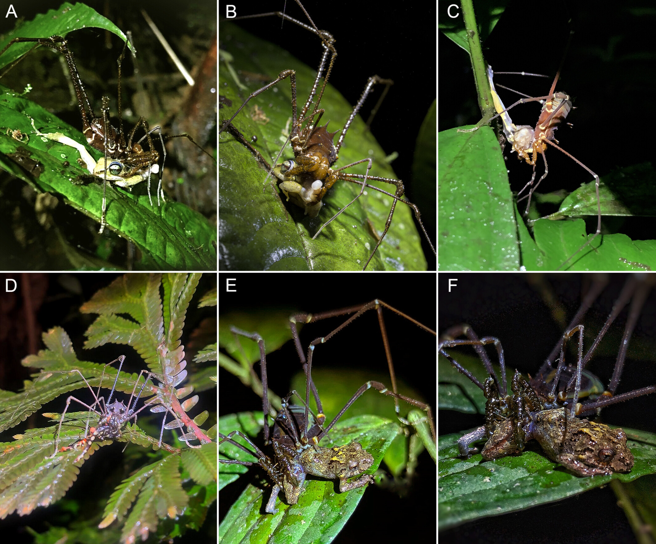 6 images in a labelled grid from a-f showing various instances of harvestmen and spiders eating frogs while on leaves. 6 images in a labelled grid from a-f showing various instances of harvestmen and spiders eating frogs while on leaves.