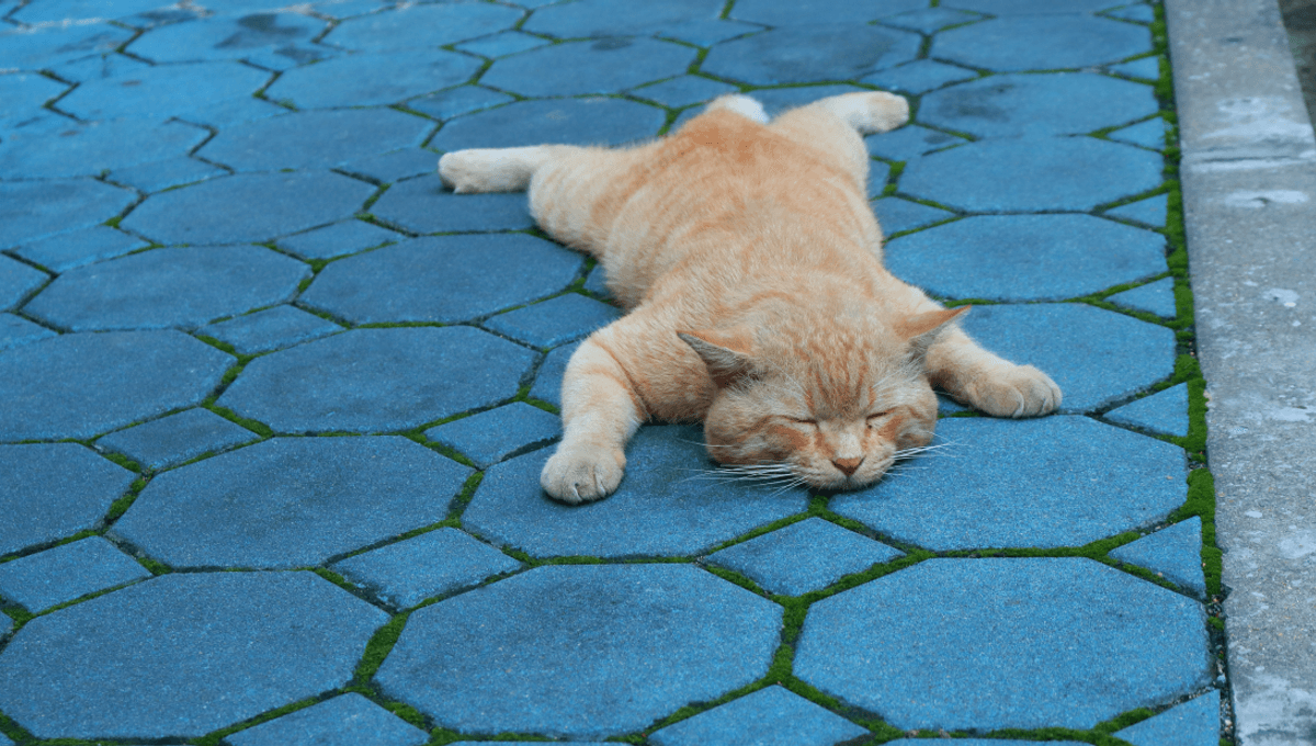 Why Wild Animals And Pets “Sploot” In The Summer, And How It Could Help You Too