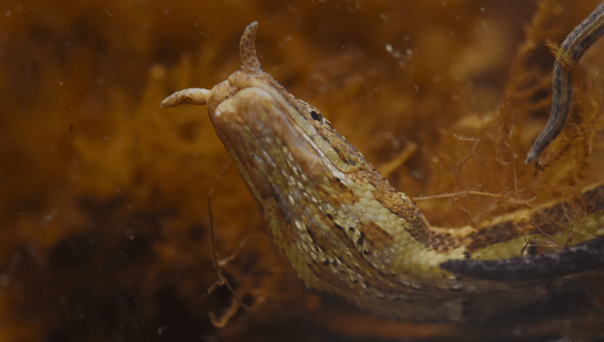 Why Would A Snake Have Tentacles? To Predict The Future, Obviously